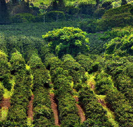 Coffee plantation growing fresh coffee beans