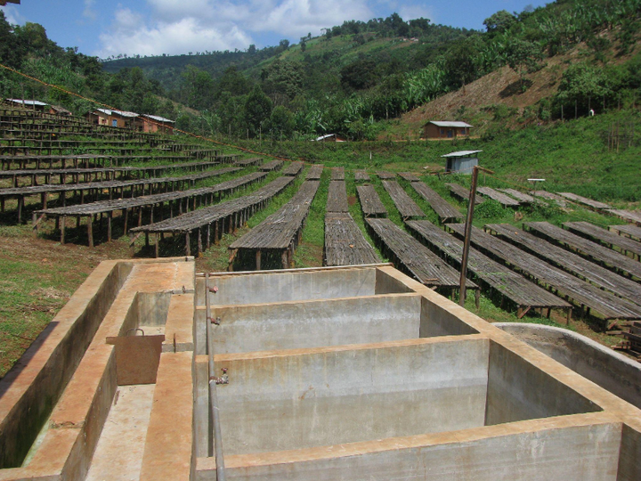 Panoramic view of Coffee Beds at Sibu Farm in daylight