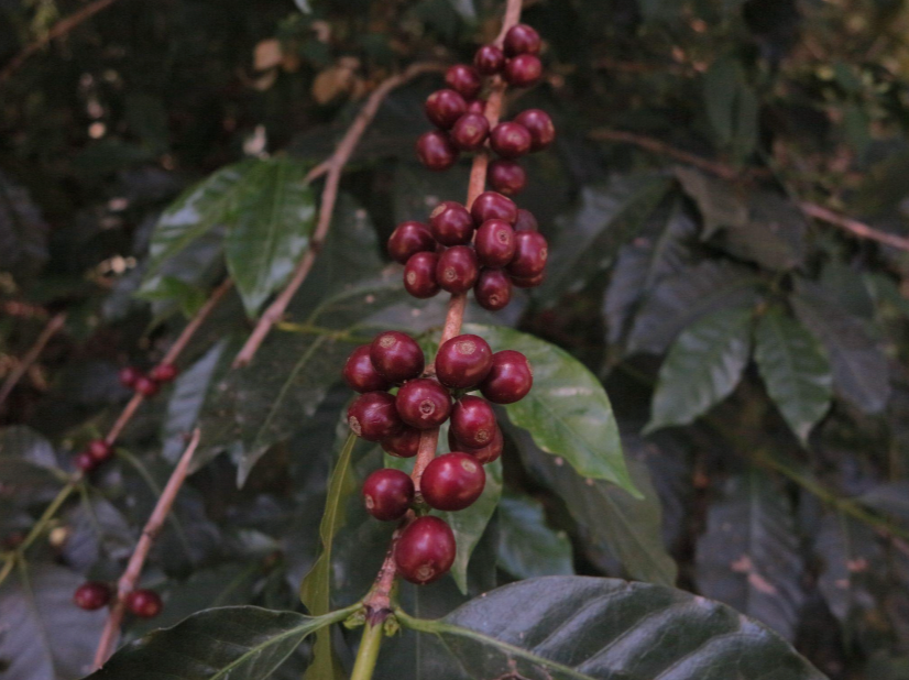 Close up of the coffee cherries at Sibu Producers in Hambela, Guji Zone in Ethipia