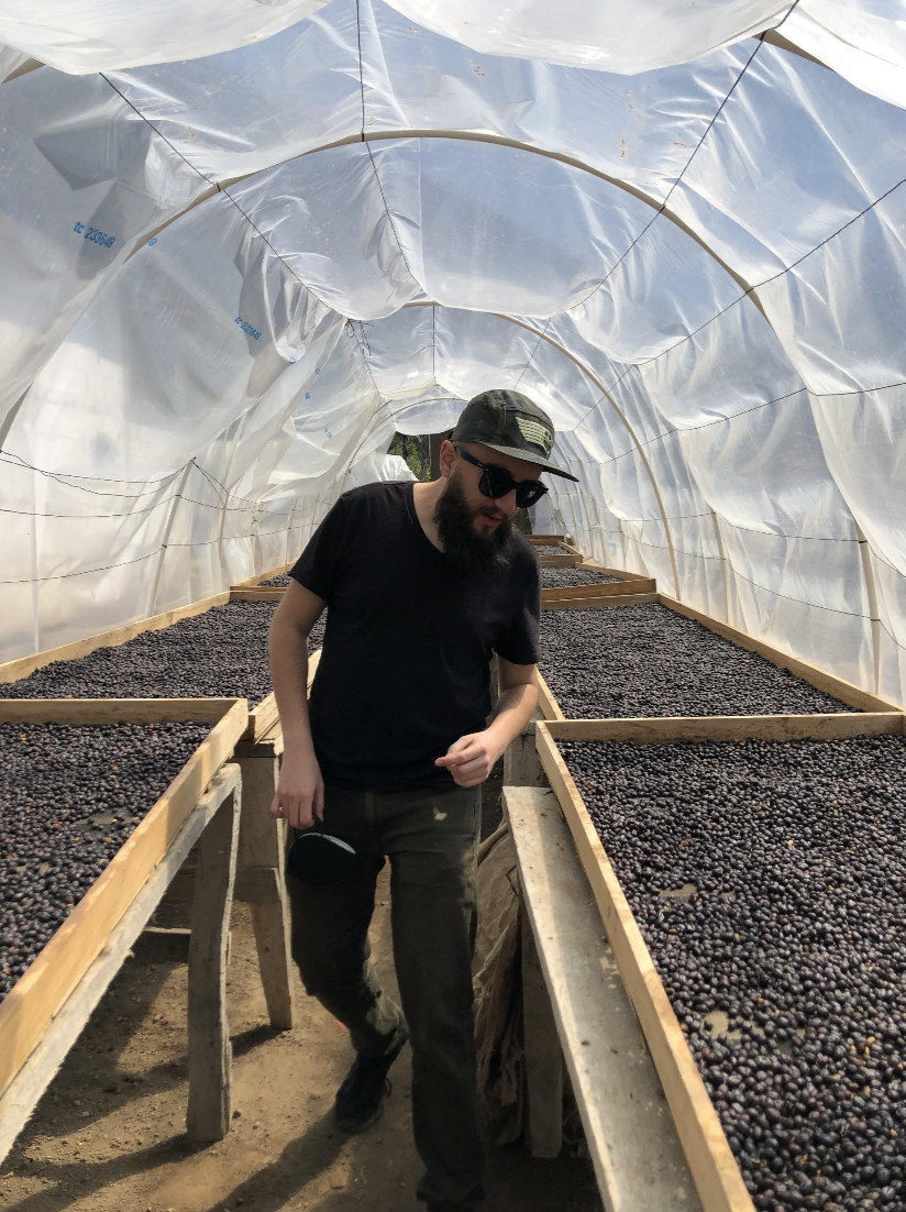A team member at Finca Jauja checking the cherries during the fermentation proccess