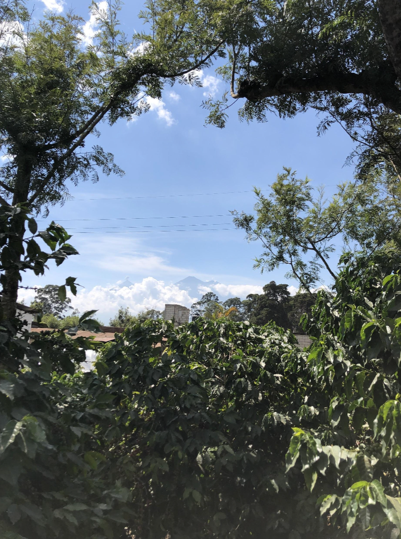 A Landscape photo of the foliage at Finca Jauja with one of Antigua's volcanoes in the back