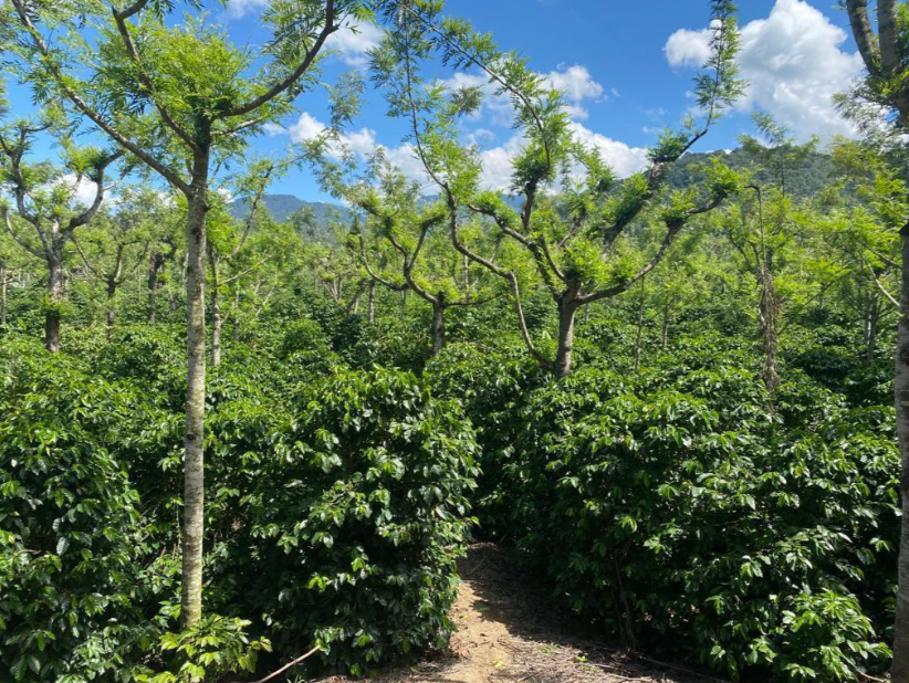 Trees and Bushes at coffee farm Finca Jauja in daylight