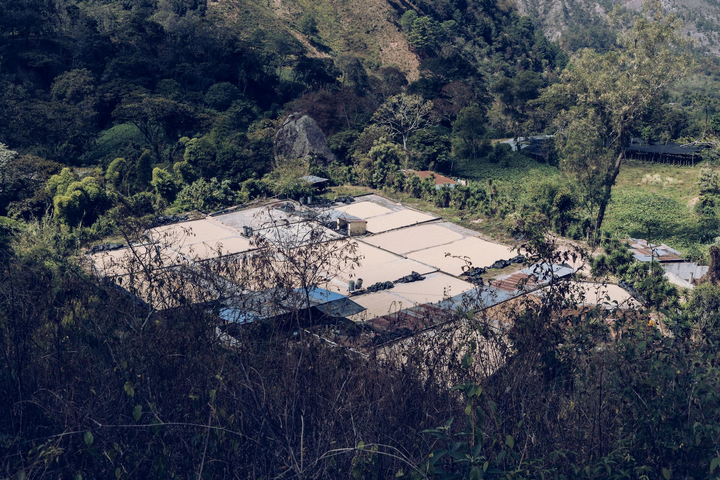 Guatemala Palencia Finca La Pia
