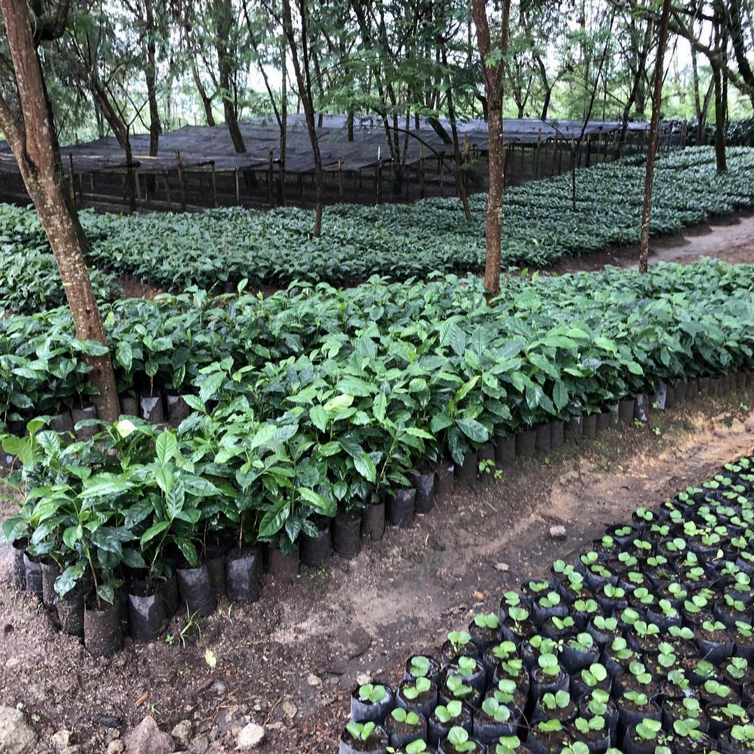 coffee plants
