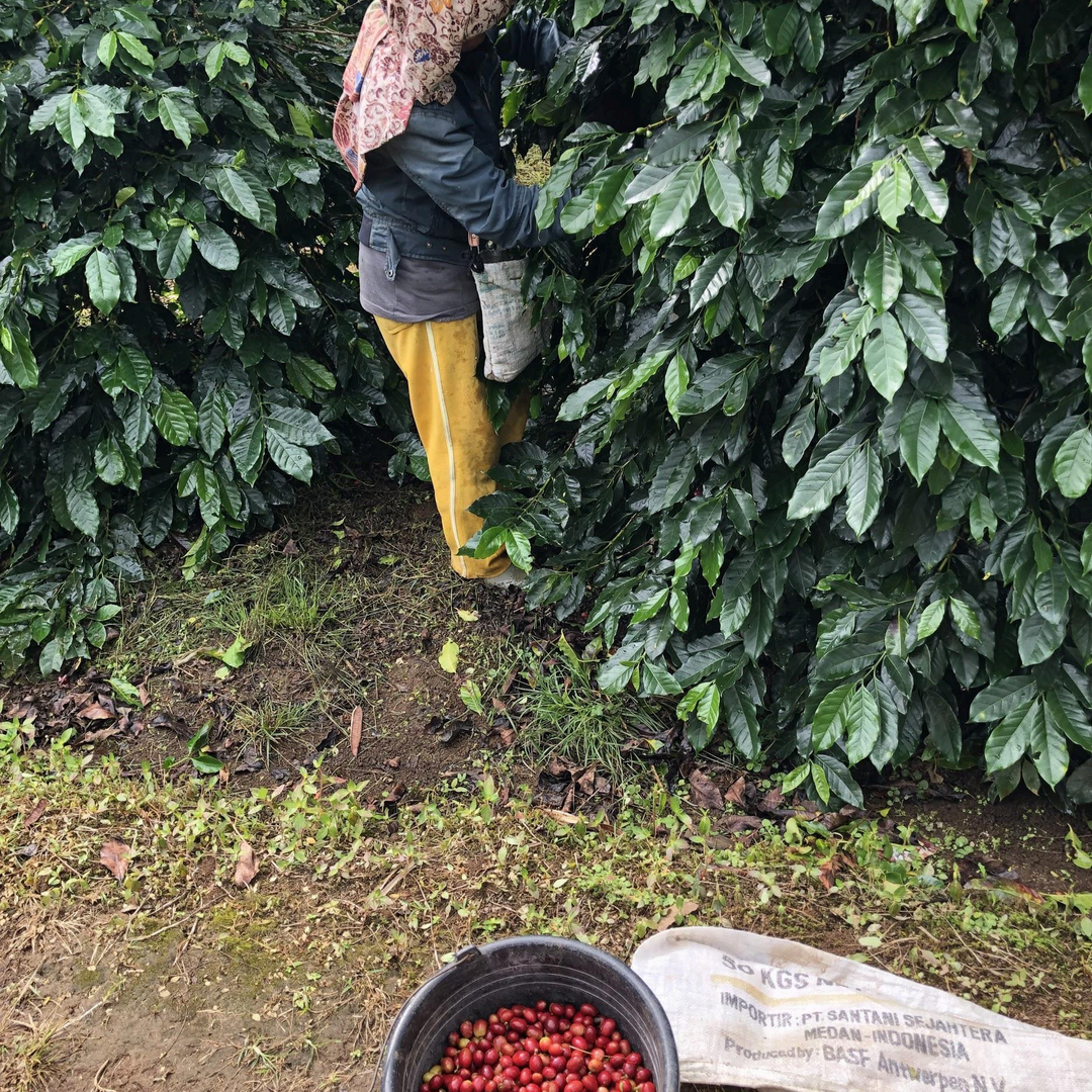 one woman picking up coffee cherries