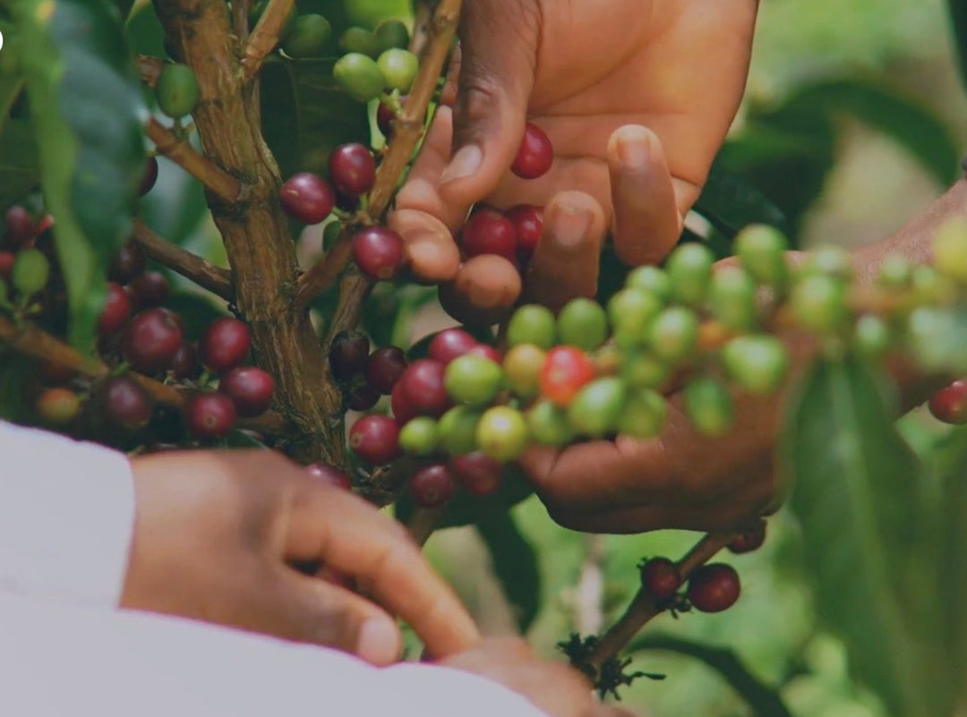 Two hands picking red and green coffee cherries
