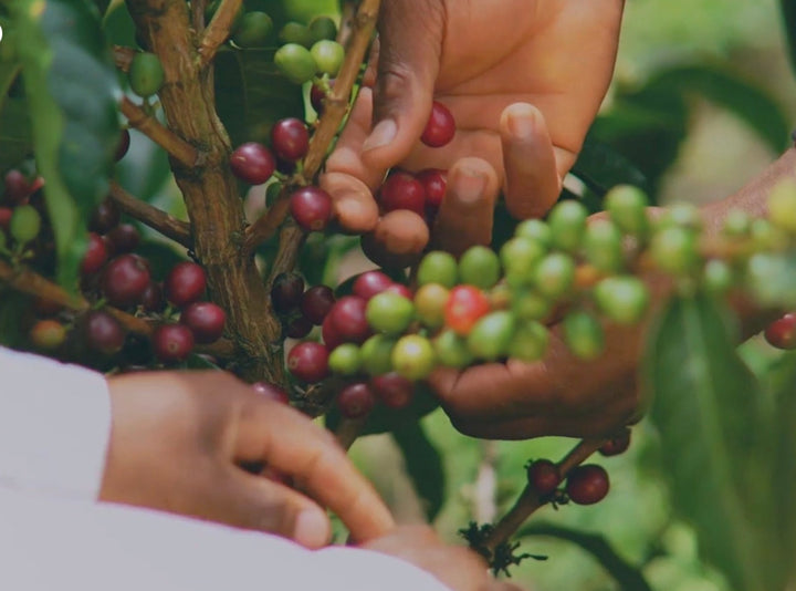 Two hands picking red and green coffee cherries