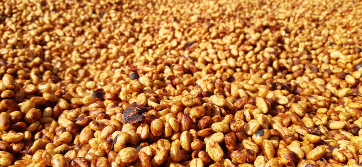 Close up of beans during the honey processing at Gesha Village farm