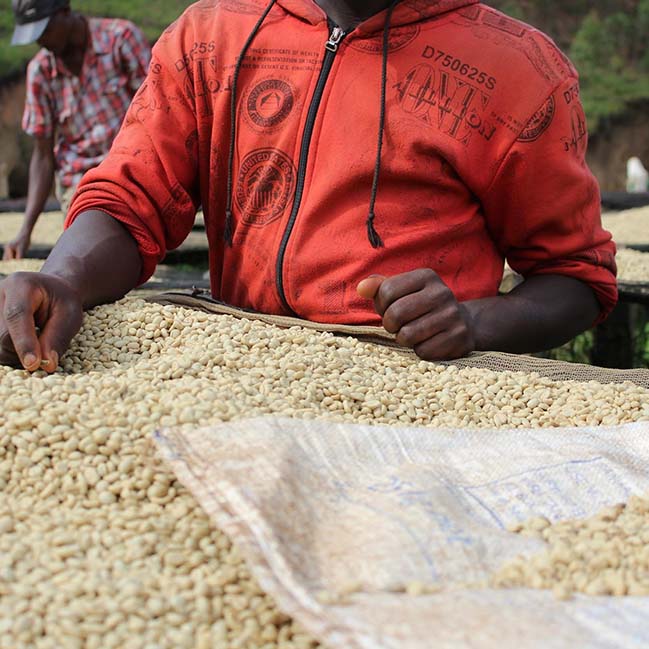 Grower working at Burundi Kibingo washing station