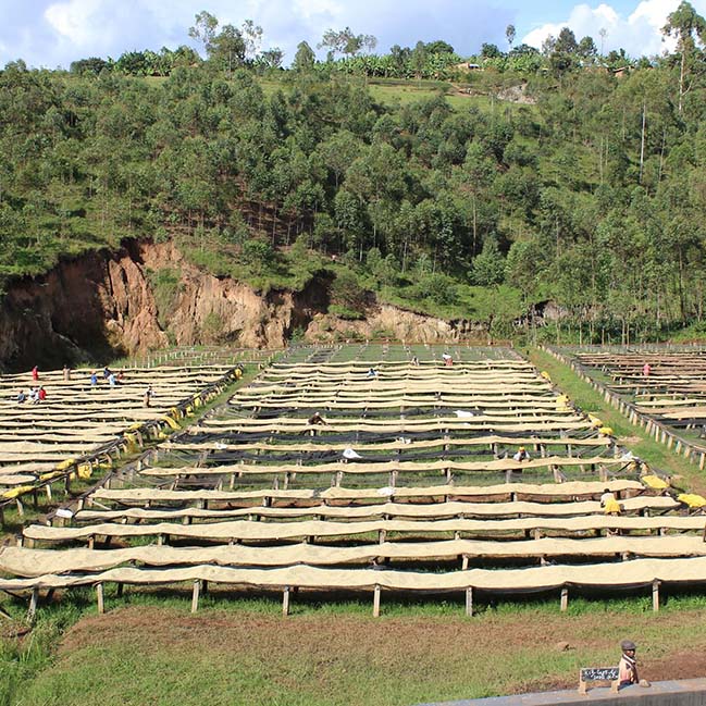 Rows of Kibingo washing stations in field in Burundi