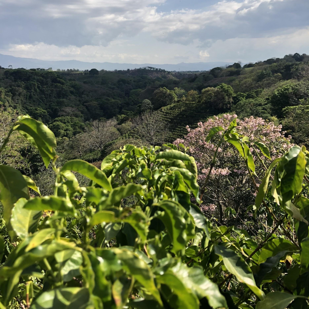 Costa Rica Hacienda Sonora Coffee Plant