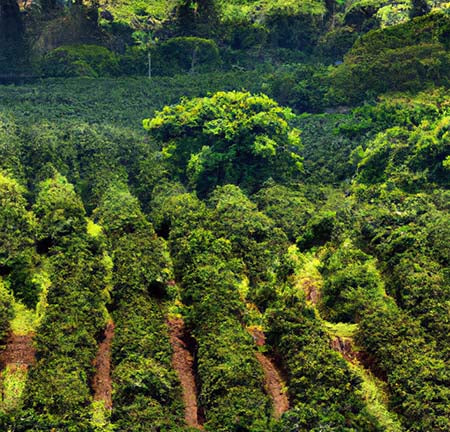Journey of Coffee Beans: From Farm to Cup | Regent Coffee