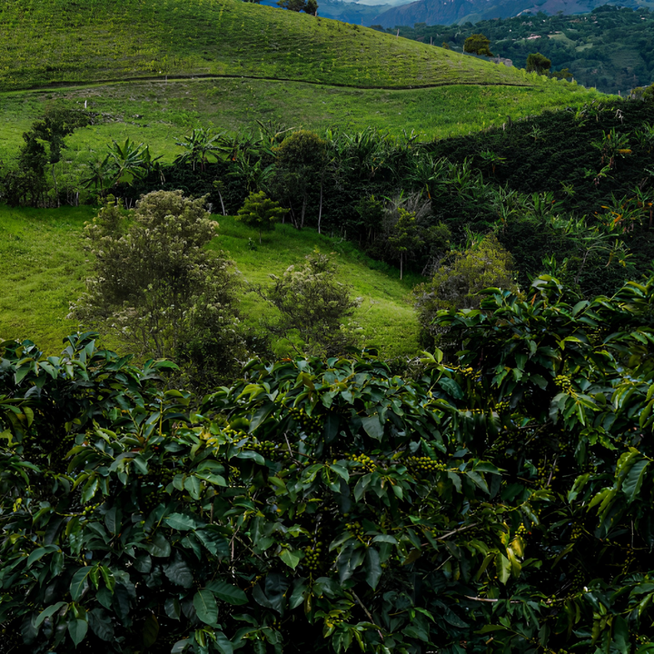 Green coffee plantation with rolling hills in the background