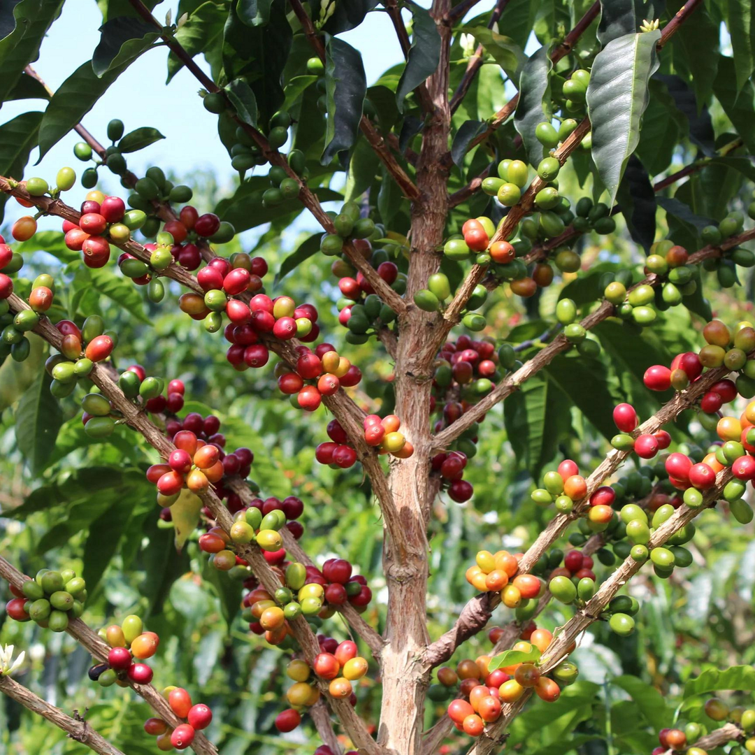 Coffee tree with red and green coffee berries in a natural setting