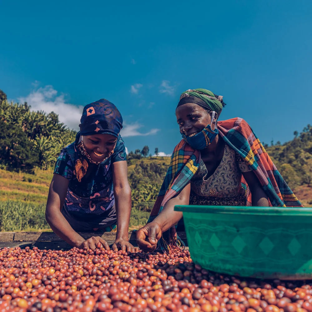 Rwanda Nyamasheke Muhororo Washed
