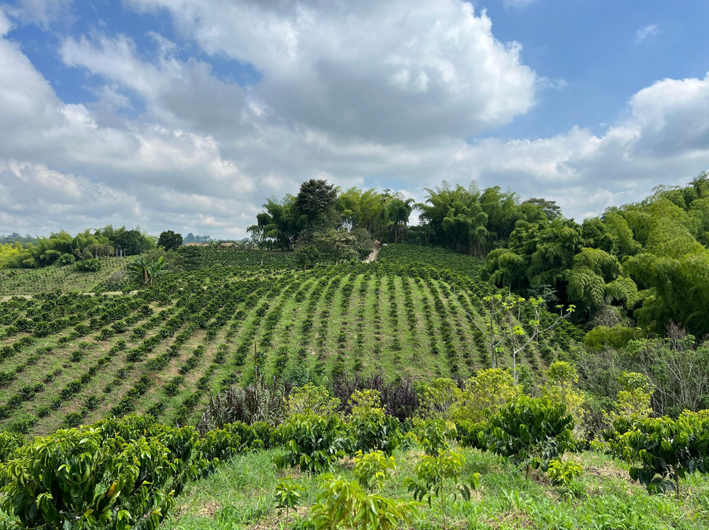 Landscape view of the Colombian Campo Hermoso field with greenery, trees & coffee plants.