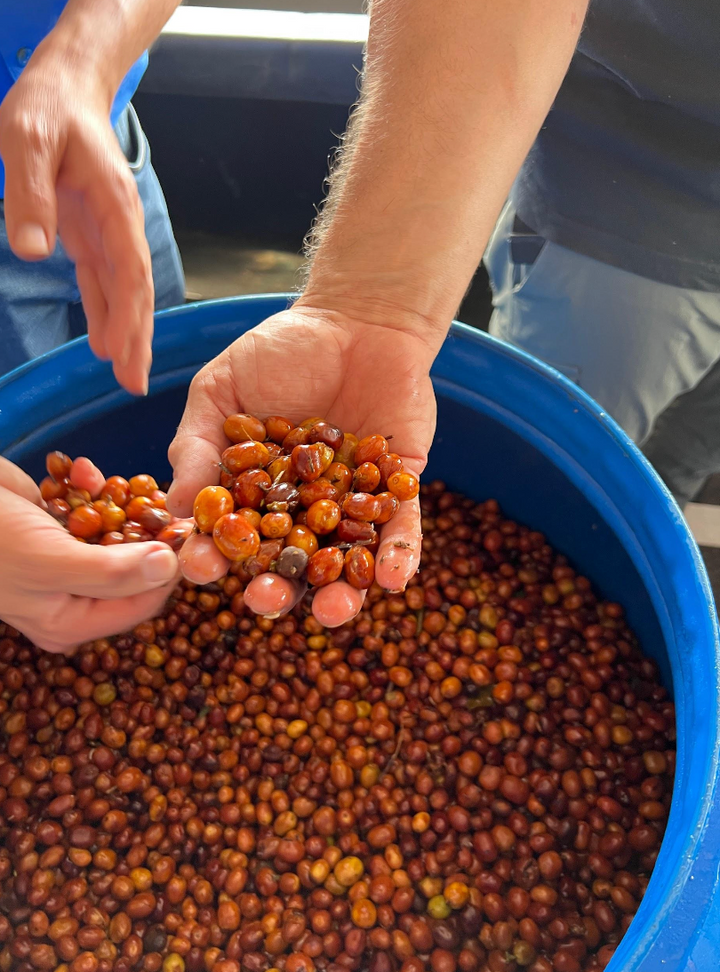 A view inside the blue fermentation chambers and a hand cupping the beans that have co-fermented through a mossto process