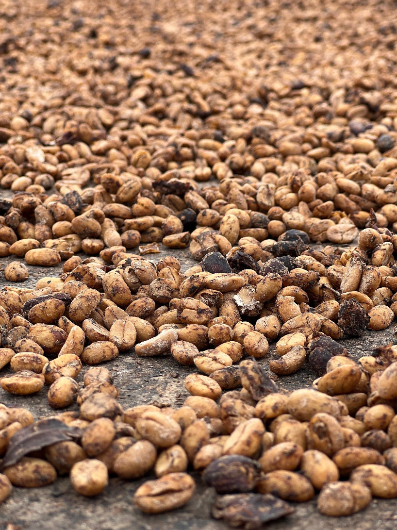 Dried coffee beans of the Sidra variety from Colombia