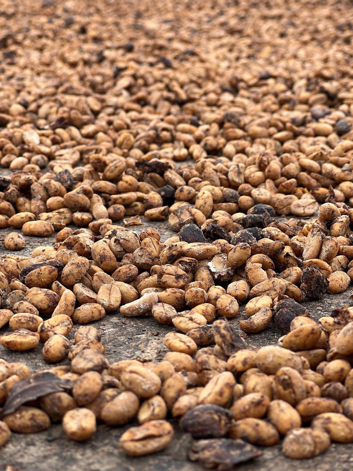 Dried coffee beans of the Sidra variety from Colombia