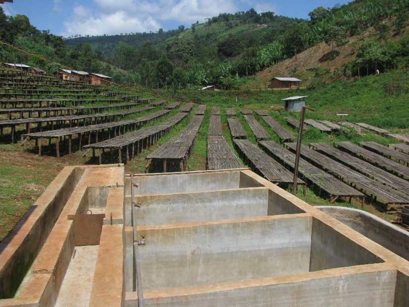 Panoramic view of Coffee Beds at Sibu Farm in daylight