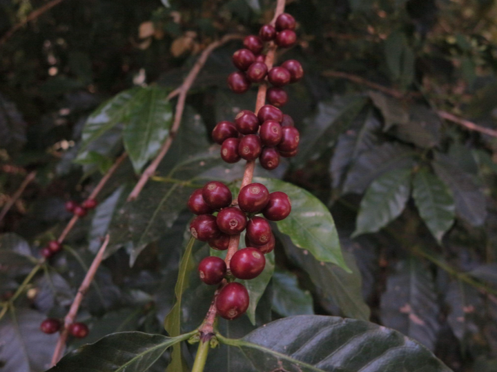 Close up of the coffee cherries at Sibu Producers in Hambela, Guji Zone in Ethipia