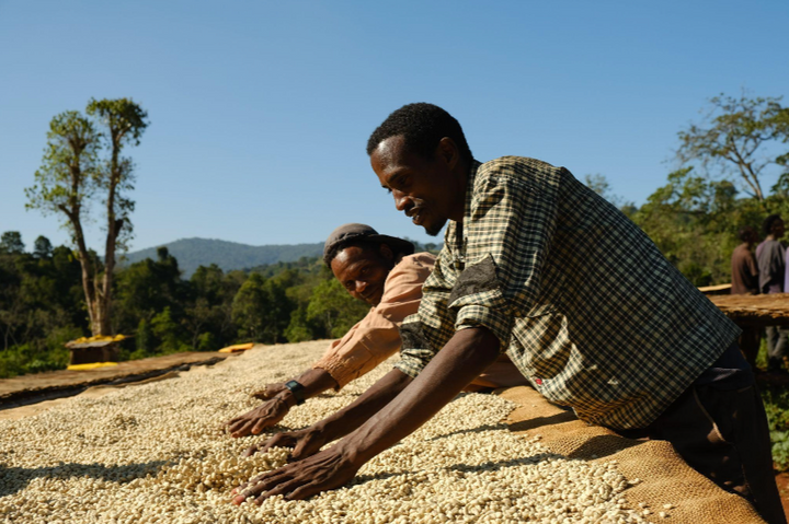 Washed coffee cherries being handled by the two memebrs of the Sibu team during the drying process