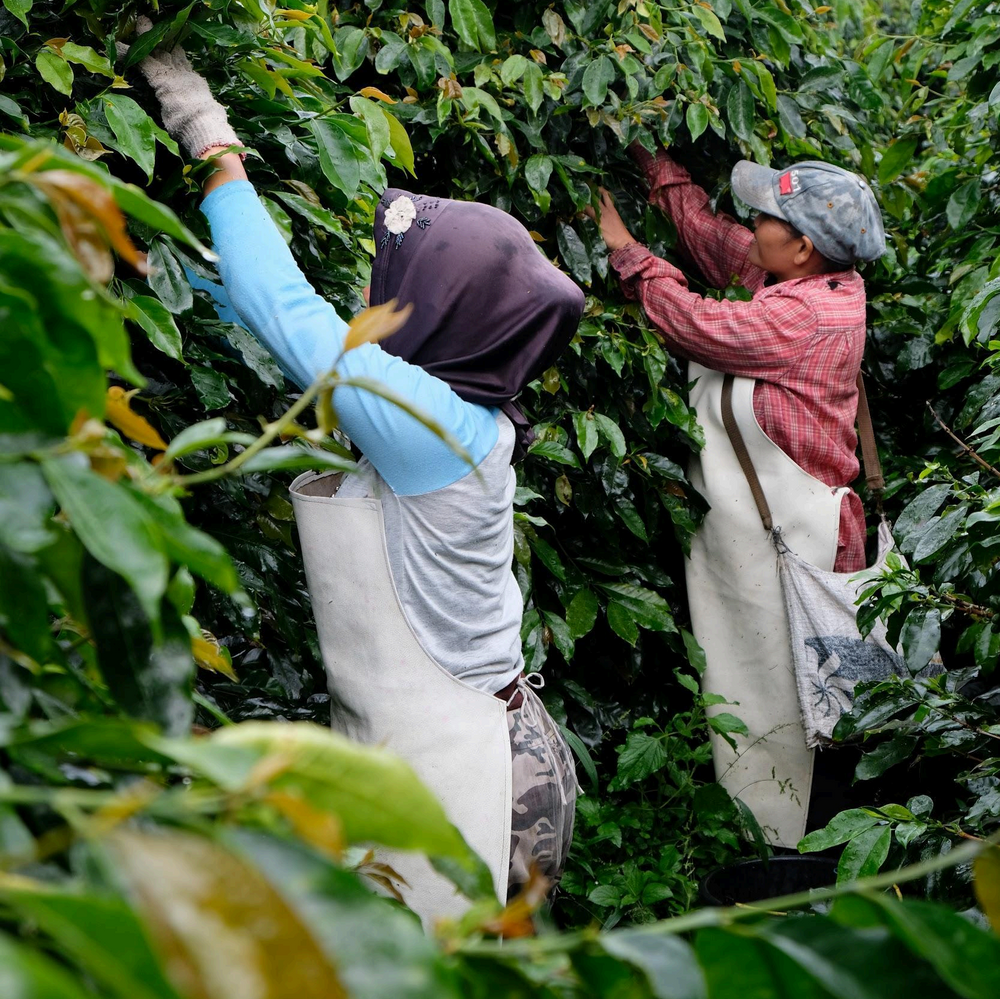 two women picking up coffee cherries