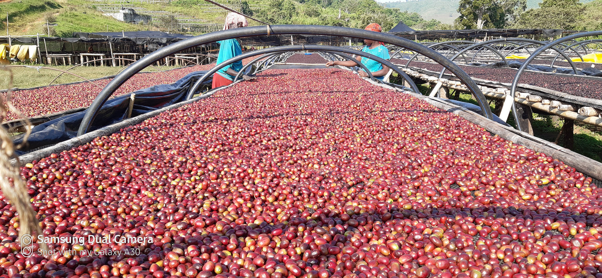 Honey Proccessing at the Gesha Village Farm