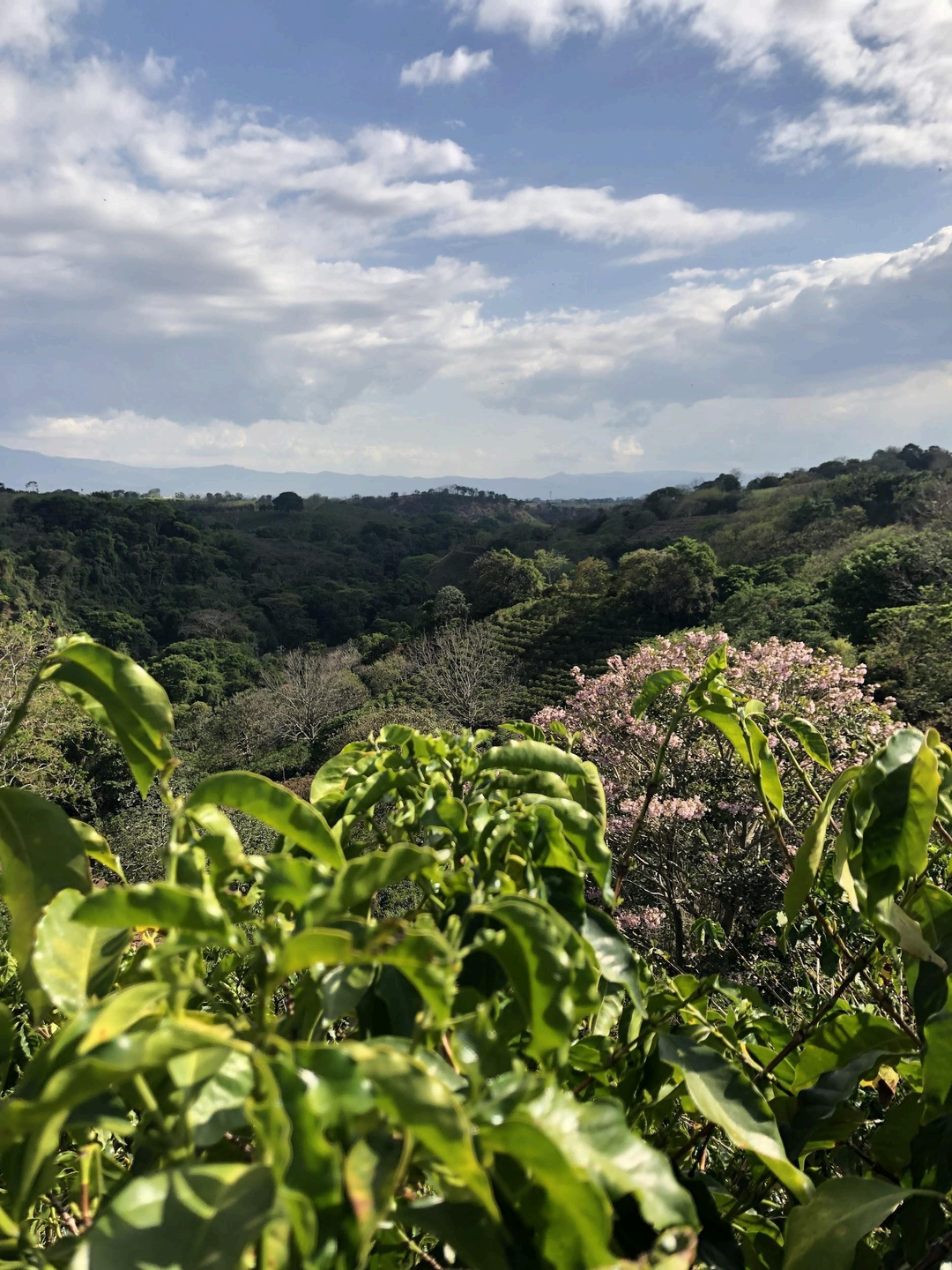 A scenic landscape photograph of a lush green valley with rolling hills under a blue sky with white clouds, framed by green leaves and light pink flowers in the foreground.