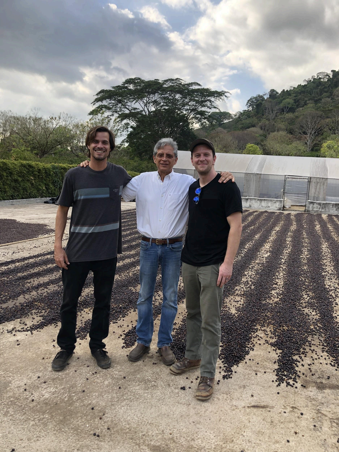 Three men standing outdoors on a farm with rows of dark dried beans or coffee beans spread on the ground, a greenhouse in the background, and trees under a cloudy sky.