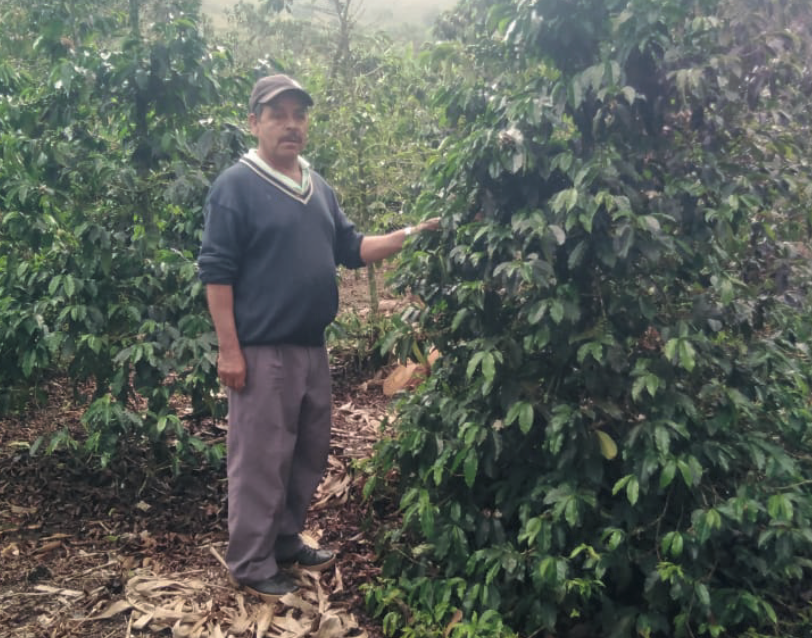 Colombia Chiroso Yenser Urán coffee beans showing uniform natural roast and dense texture.