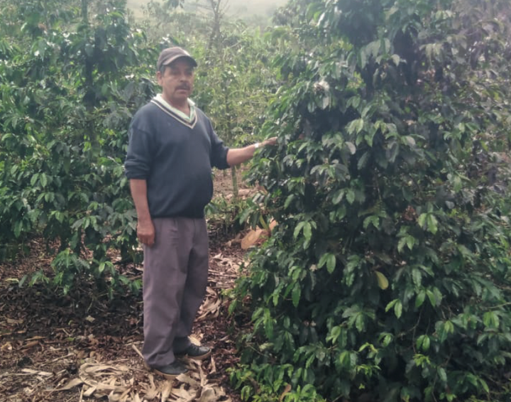 Colombia Chiroso Yenser Urán coffee beans showing uniform natural roast and dense texture.