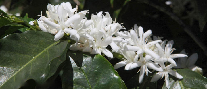 Guatemala Acatenango Gesha Plant Blossoming - Regent Coffee Roaster Glendale California