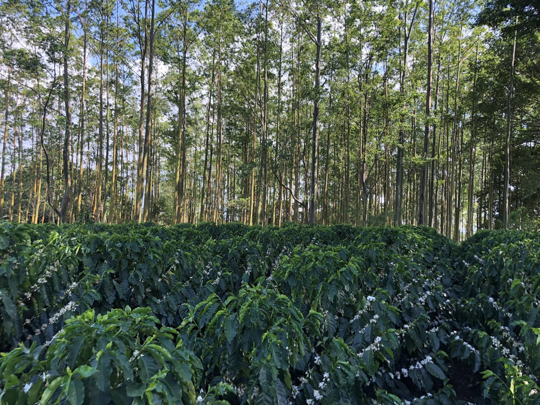 Beautiful Costa Rica Villa Sarchi Coffee Plant Blooming